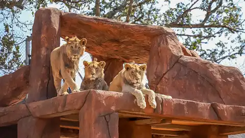 © Pumbaa Wildlife Park