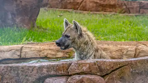 © Pumbaa Wildlife Park