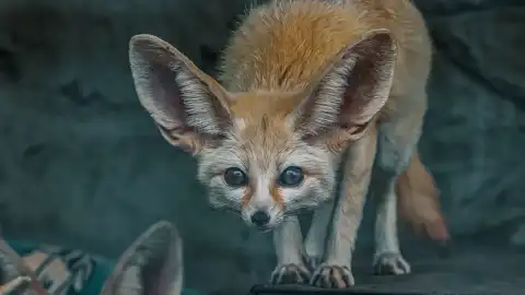 © Pumbaa Wildlife Park