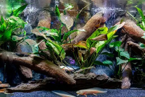 Sudwala Nature Garden