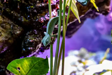 Sudwala Nature Garden