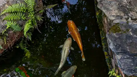 Sudwala Nature Garden | Sudwala Experience