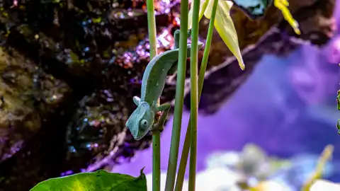 Sudwala Nature Garden | Sudwala Experience