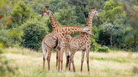 The Guys Photography - © www.theguys.co.za